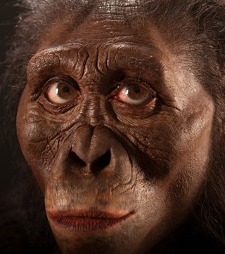 c-est-l-artiste-john-gurche-qui-a-donne-un-nouveau-visage-a-l-australopitheque-lucy-pour-le-museum-de-cleveland_62744_wide